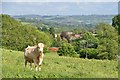 North Somerset : Grassy Field & Bull