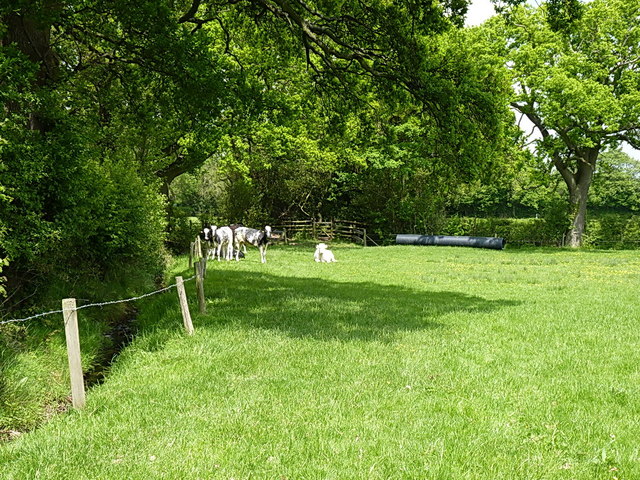 Young cattle in a field corner