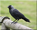 SE7169 : Corvus monedula - Jackdaw by Pauline E