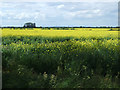 Oilseed rape crop, Beeches Farm