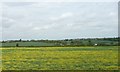 SK7371 : Oil seed rape field, north of Tuxford Windmill by Christine Johnstone