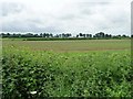SK8822 : Leicestershire farmland by Christine Johnstone