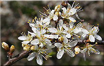 NT1670 : Blackthorn (Prunus spinosa) by Anne Burgess
