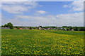 Buttercups surrounding King John