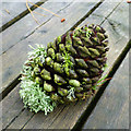 SN1507 : Lichen-covered pine cone by David Lally