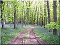 Blue Bells, Stones Common