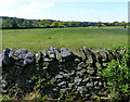 Dry stone wall near Rock Farm