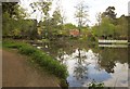 Basingstoke Canal at Sheerwater