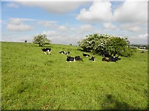 H6172 : Cows, Creggandevesky by Kenneth  Allen