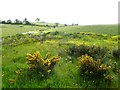 Whins and buttercups, Creggandevesky