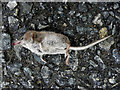 A dead shrew, Creggandevesky