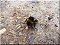 TM3667 : Bee at Corner Farm by Geographer