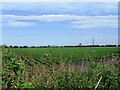 Potato field north of Brookheyes Farm