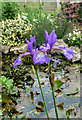 Iris in Garden in Halfhides, Waltham Abbey, Essex