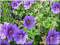 Geraniums with bee in Garden in Halfhides, Waltham Abbey, Essex