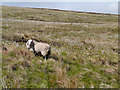 SD9815 : Sheep Grazing on Slippery Moss by David Dixon