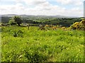 A field with buttercups, Glencoppogagh