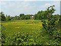 SJ4406 : Fields of buttercups to the west of Longden by Richard Law