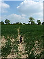 Footpath through a wheatfield