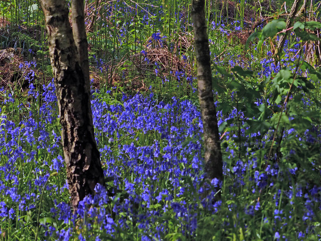 Bluebells in Burrow Wood © Mat Fascione :: Geograph Britain and Ireland