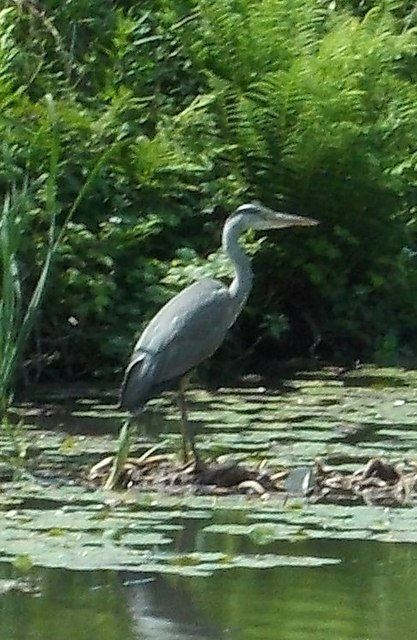 Heron on Leeds and Liverpool Canal