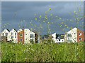 Alexandra Gate Housing, Newport