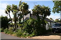 SZ9098 : Cottage surrounded by yucca trees in Barrack Lane by Chris