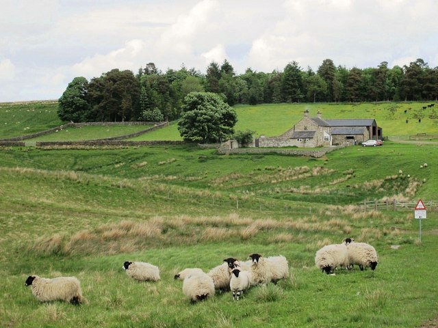 Rough pastures and woodland around Wainfordrigg