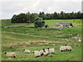 Rough pastures and woodland around Wainfordrigg