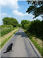 SJ4605 : Lane towards Chatford by Richard Law
