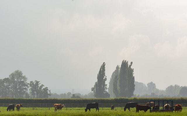 Late afternoon light on cattle in water meadows, Purley-on-Thames, Berkshire