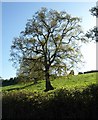 Newly-leaved tree near Cuckold