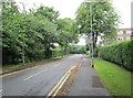 Lime Tree Avenue - Street Lane