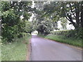 A tree tunnel on the lane north of Neston Park