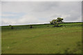 NO4134 : Hawthorn on a hillside, Barns of Claverhouse by Mike Pennington
