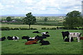 Resting cows near Sawley