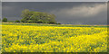 Dark skies over yellow fields, Bridge of Muchalls