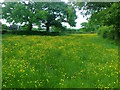 Morrilow Heath. Buttercup-filled meadow