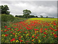 Poppies and Rape off Crayke Lane