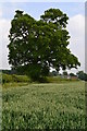 Tree in hedgerow near Welton