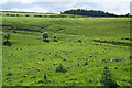 Valley of sheep near Eavestone