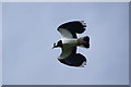 SE2168 : Lapwing in flight by Bill Boaden