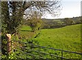 Field boundary below Tolcis Hill