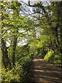 Lane to Wellands Farm