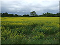 Oilseed rape crop, Castle Carlton