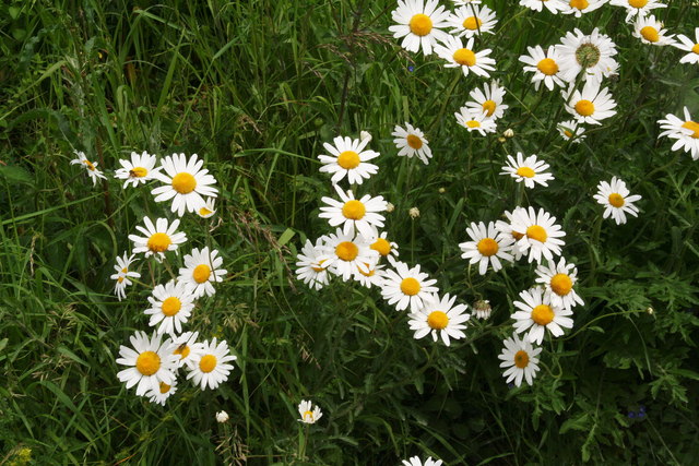 Oxeye daisy by the roadside on High... © Chris cc-by-sa/2.0 :: Geograph ...