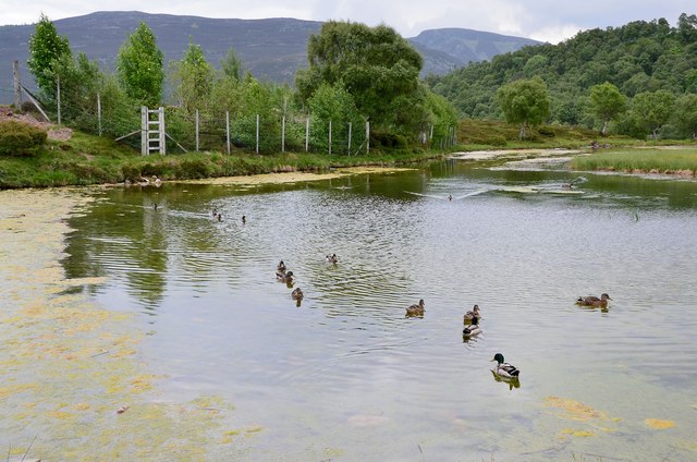 Duck pond, Braemar