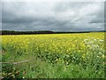 Oilseed rape field, Garrowby Hill Top