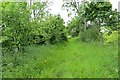 Overgrown track, Harelaw