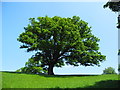 SJ5872 : Big Tree, Home Farm by John Topping